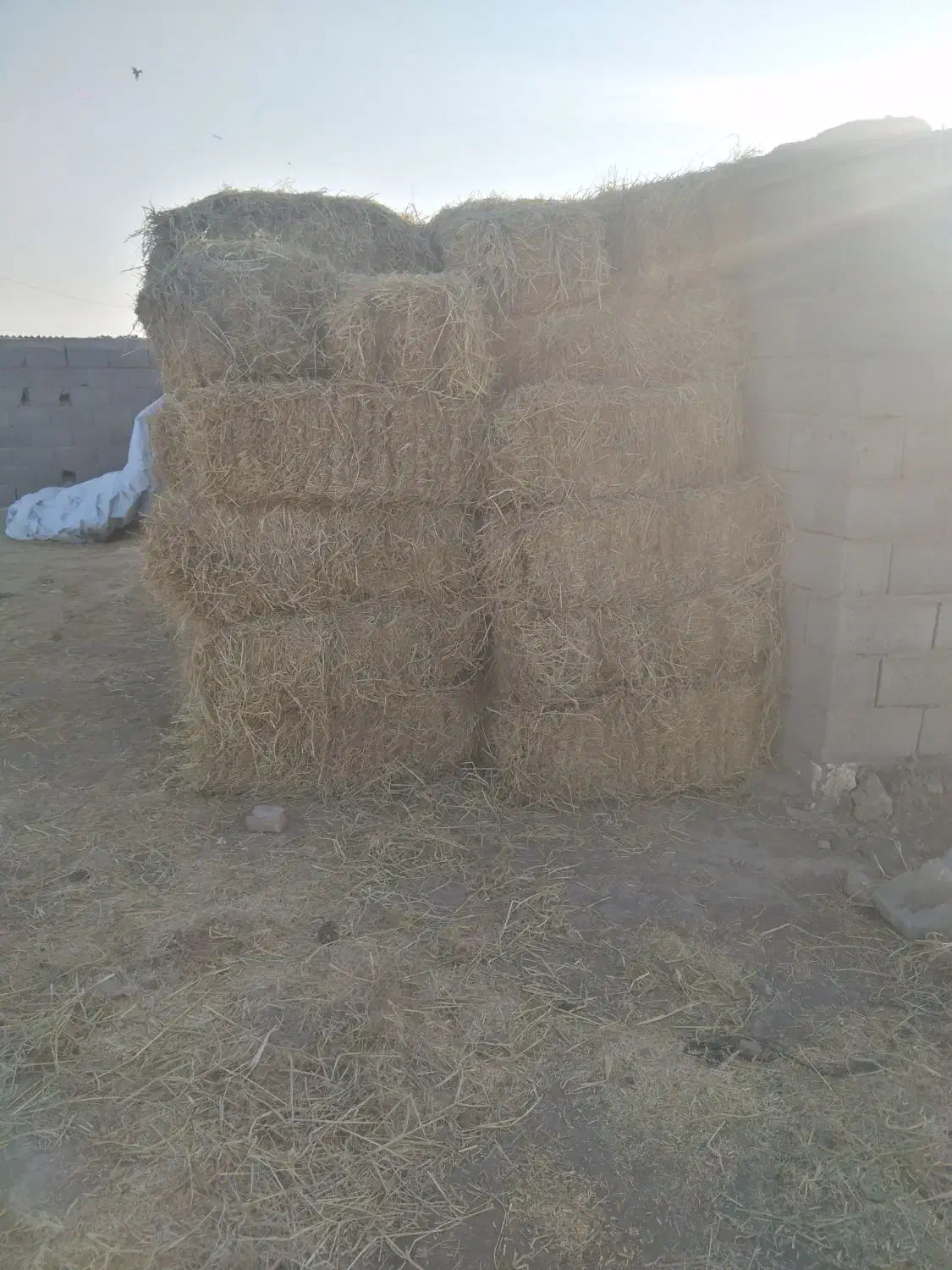 شالی|خدمات باغبانی و درختکاری|طاغنکوه, |دیوار