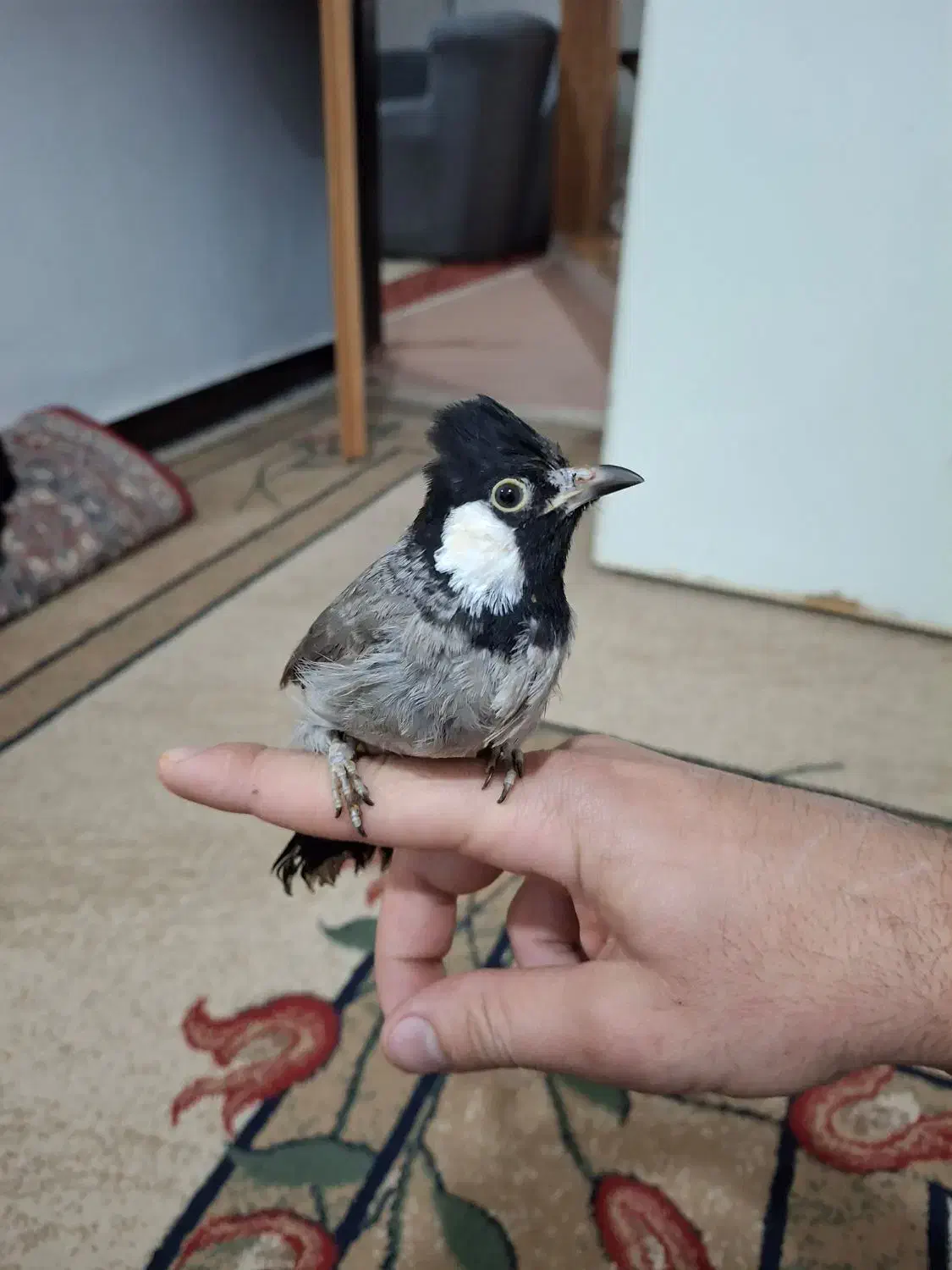 عروس هلندی نر|پرنده|دزفول, |دیوار