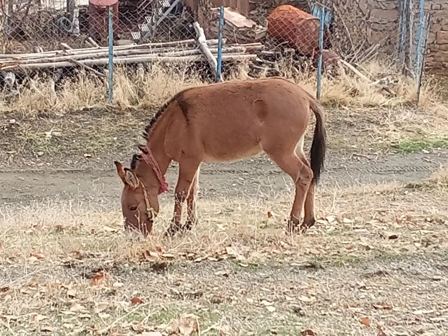 مادیون|اسب و تجهیزات اسب‌سواری|مریوان, |دیوار