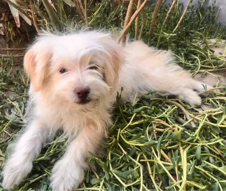 سگ بازیگوش|سگ|زاهدان, |دیوار