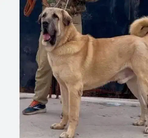 سگ نگهبان عراقی|سگ|شیراز, دروازه قران|دیوار