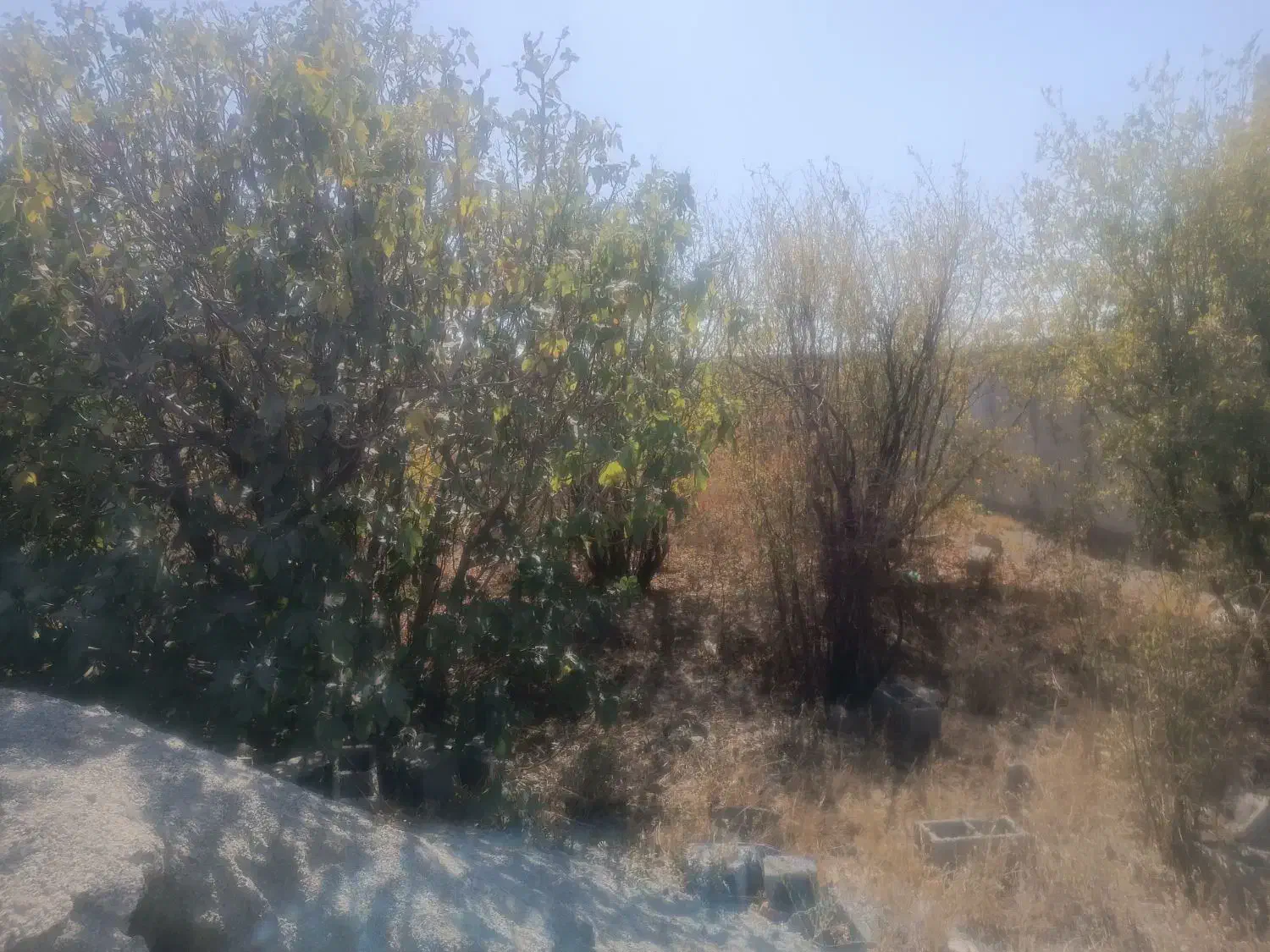 فروش زمین ۵۰۰ متری|فروش زمین و ملک کلنگی|صفادشت, |دیوار