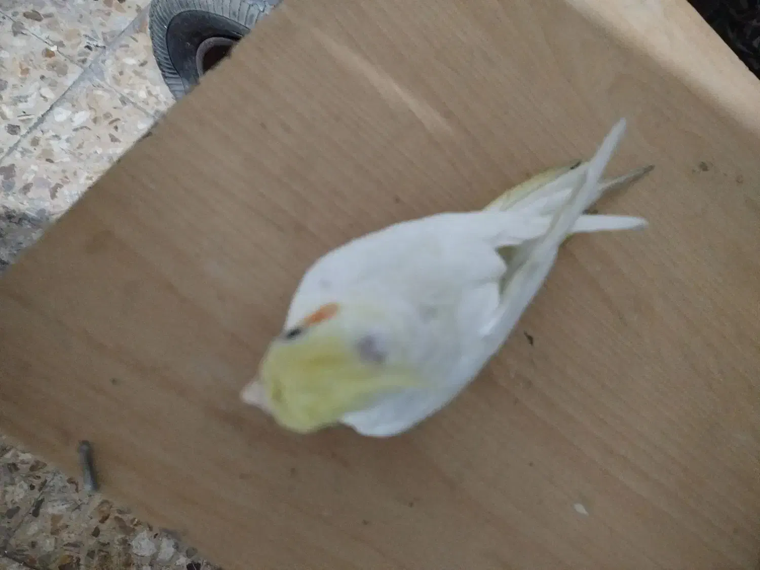 یک عدد عروس هلندی ماده|پرنده|تهران, هفده شهریور|دیوار