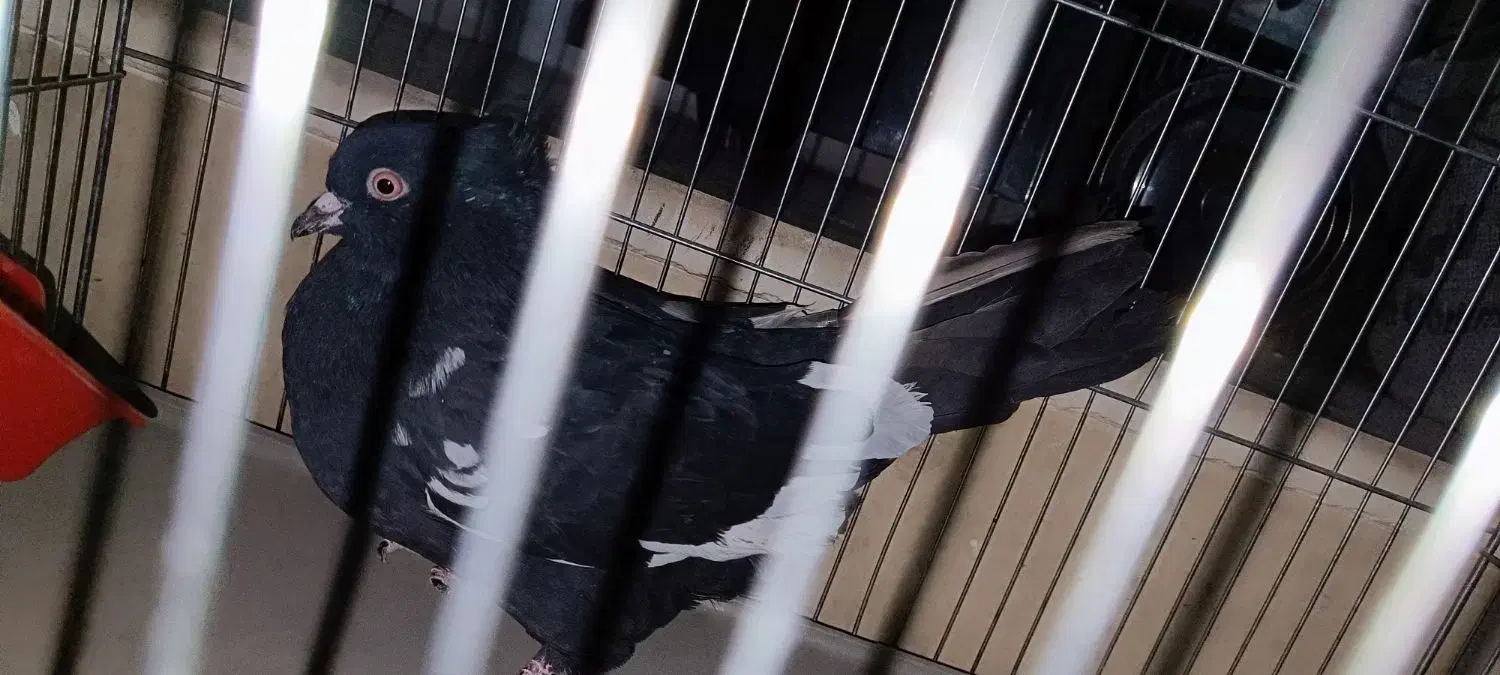 کفتر سینه سیاه|پرنده|شیراز, مسلم|دیوار