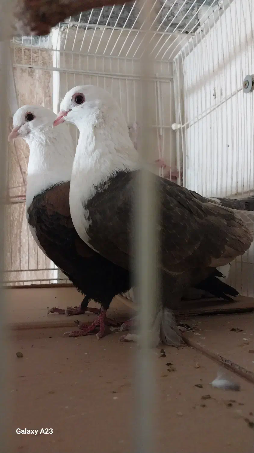 عتیقه|پرنده|مشهد, حجت|دیوار