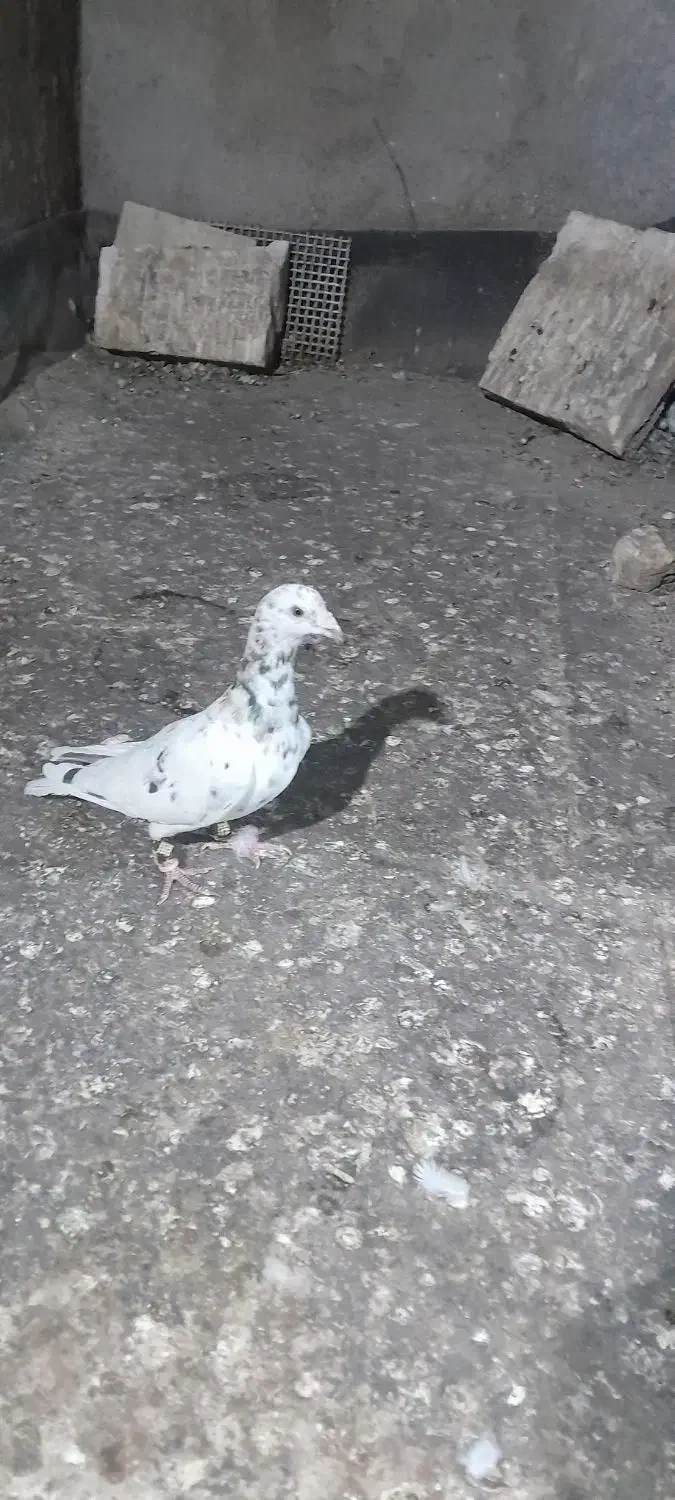 سار بدون بام|پرنده|تربت‌حیدریه, چهارراه خواف|دیوار