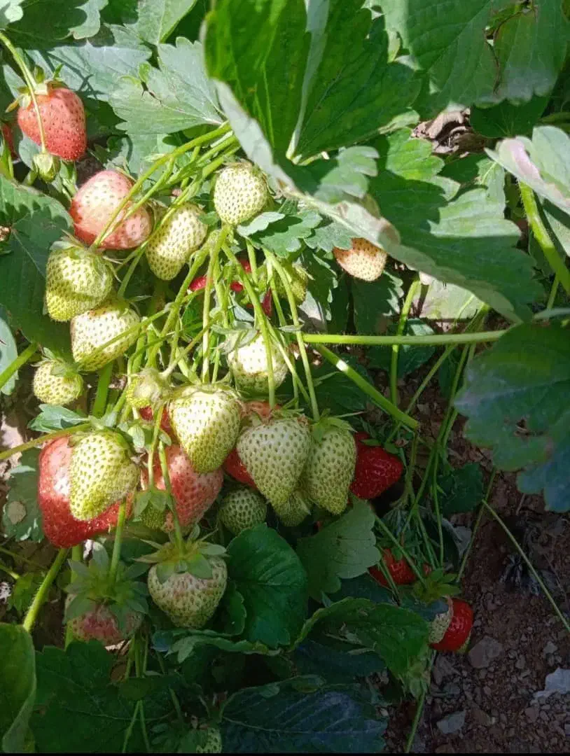 نشاء توت فرنگی|خدمات باغبانی و درختکاری|ارومیه, |دیوار