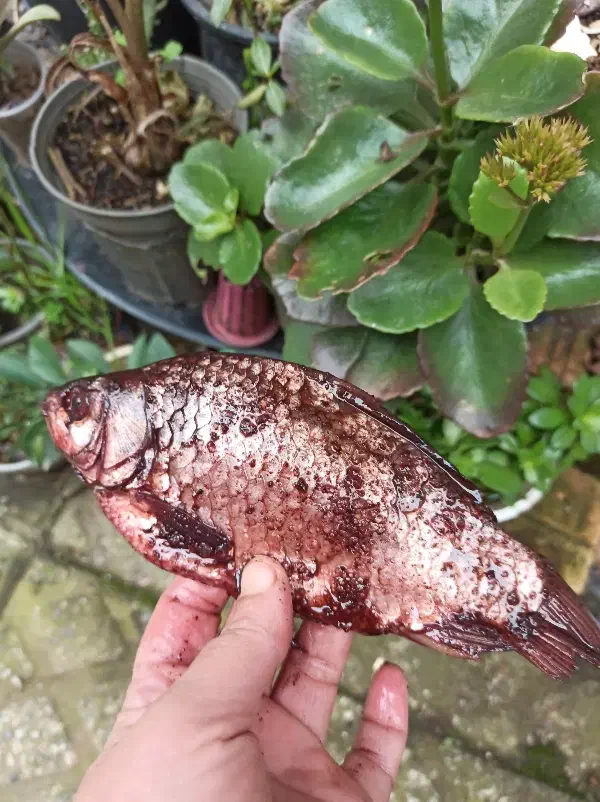 ماهی شور|خوردنی و آشامیدنی|رشت, دیانتی|دیوار