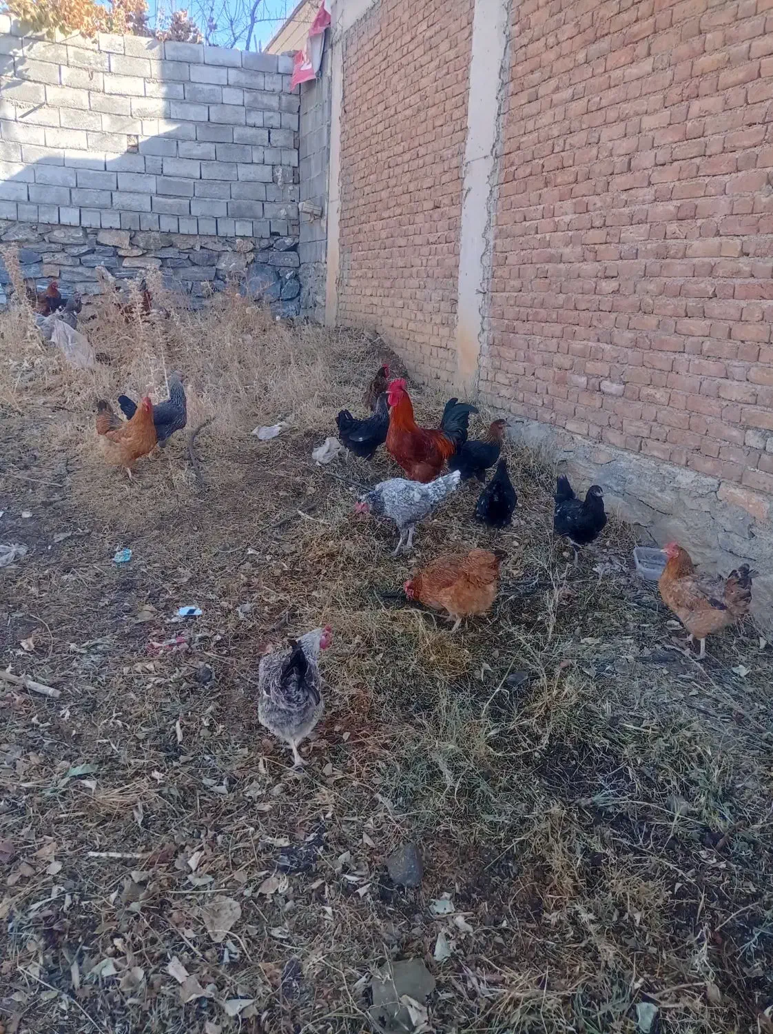 فروش یه گله مرغ وخروس داشتی|حیوانات مزرعه|بانه, |دیوار