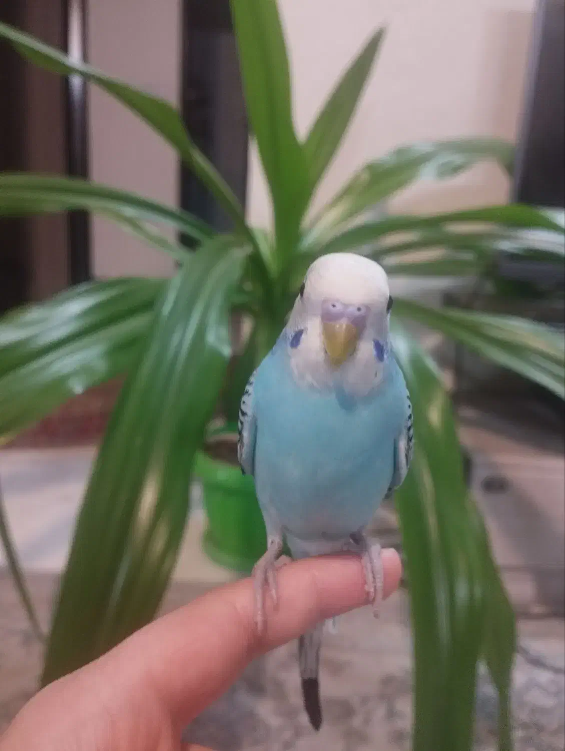 مرغ عشق دستی|پرنده|شاهین‌شهر, پاسداران|دیوار