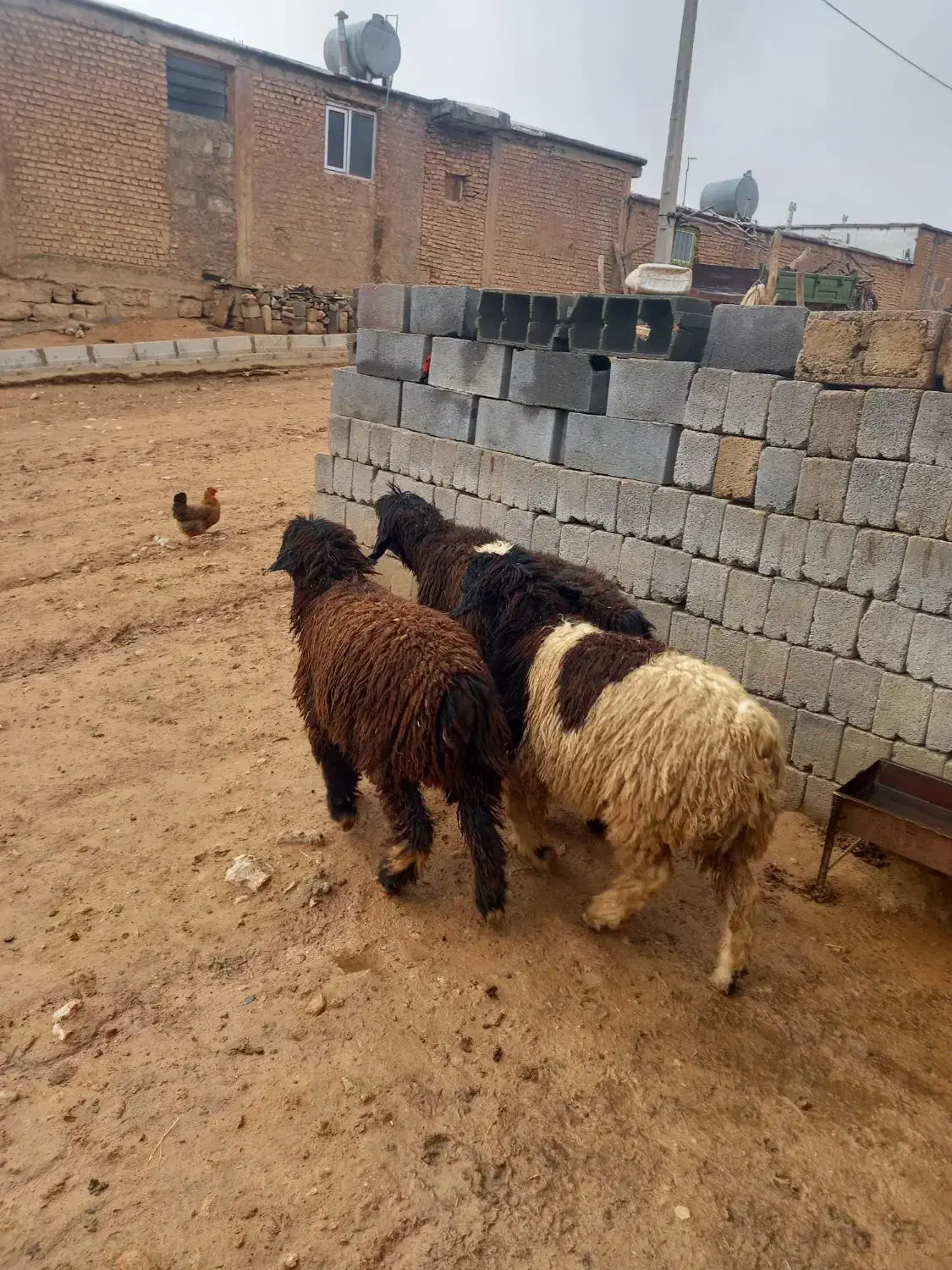 فروش ۳ راس بره کووه ماده شیشک میش داشتی|حیوانات مزرعه|شهرکرد, |دیوار
