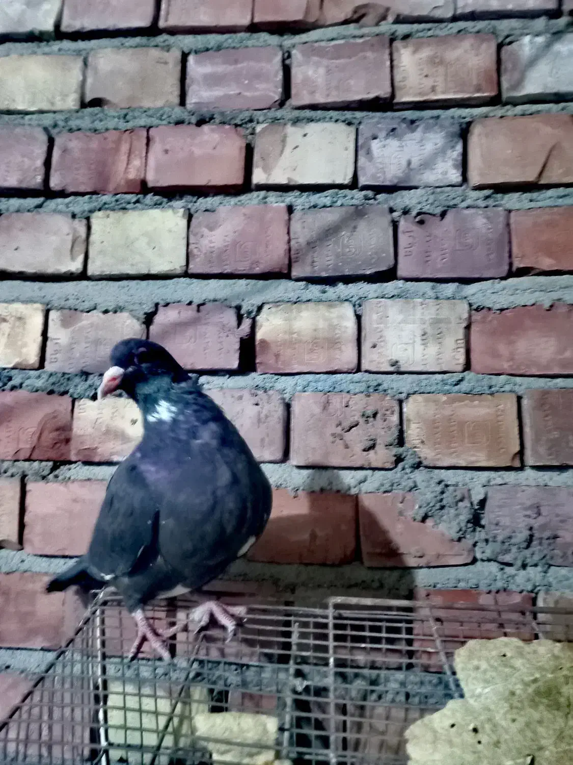 مایه پلنگ کله سیازیرخط|پرنده|زرند, |دیوار