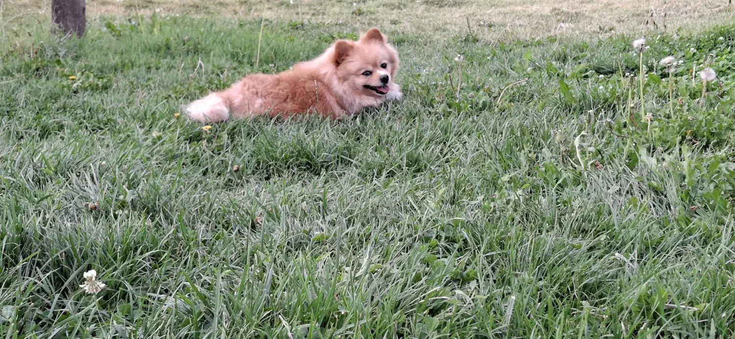 گمشده سگ پامرین|سگ|فولادشهر, C1|دیوار