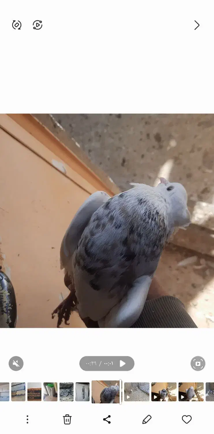 طوقی نرو ماده. الماسی و اجری|پرنده|سنندج, |دیوار