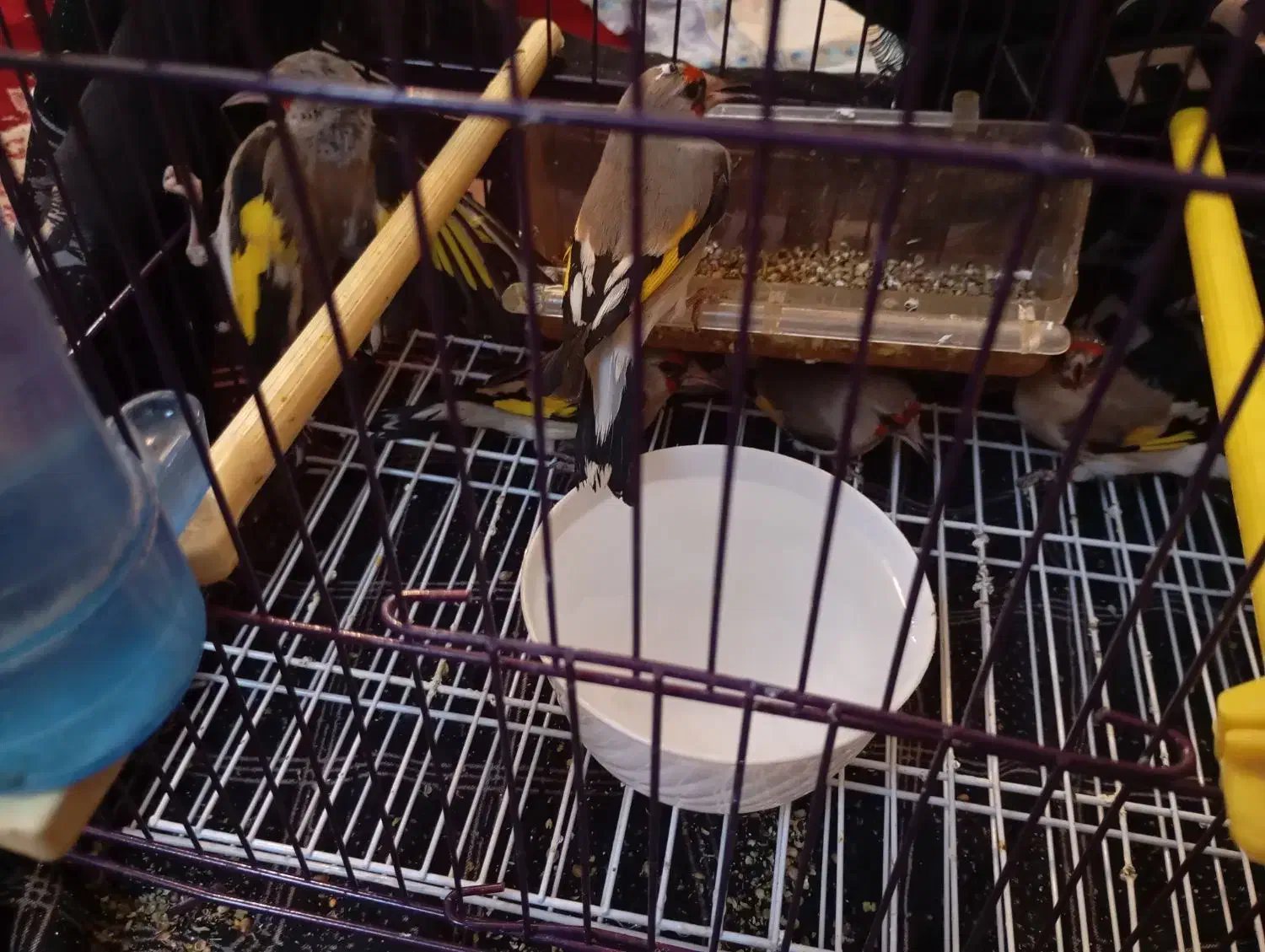 سهره نر|پرنده|بیرجند, |دیوار