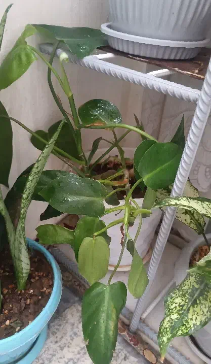 سه عدد گل اپارتمانی|گل و گیاه طبیعی|فارسان, |دیوار