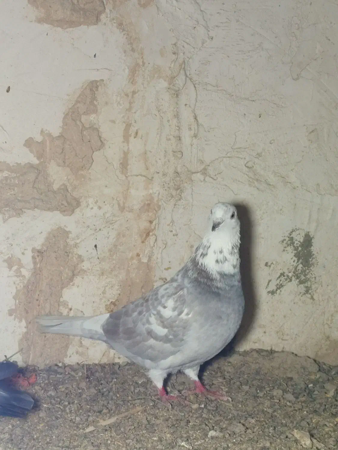 یه جفت کفتر پرشی|پرنده|قروه, |دیوار