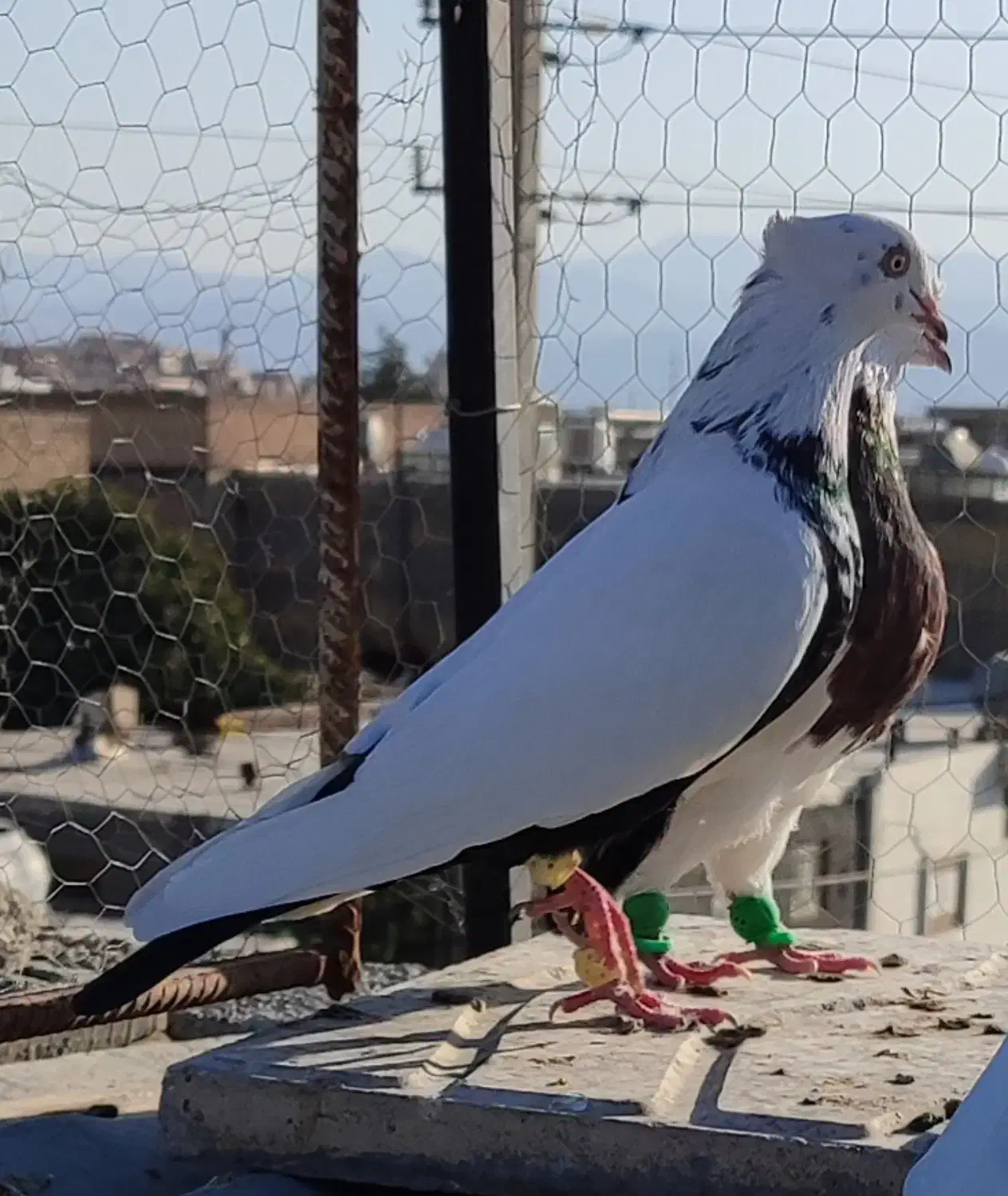 کفتر دمی|پرنده|مرودشت, ژیان|دیوار