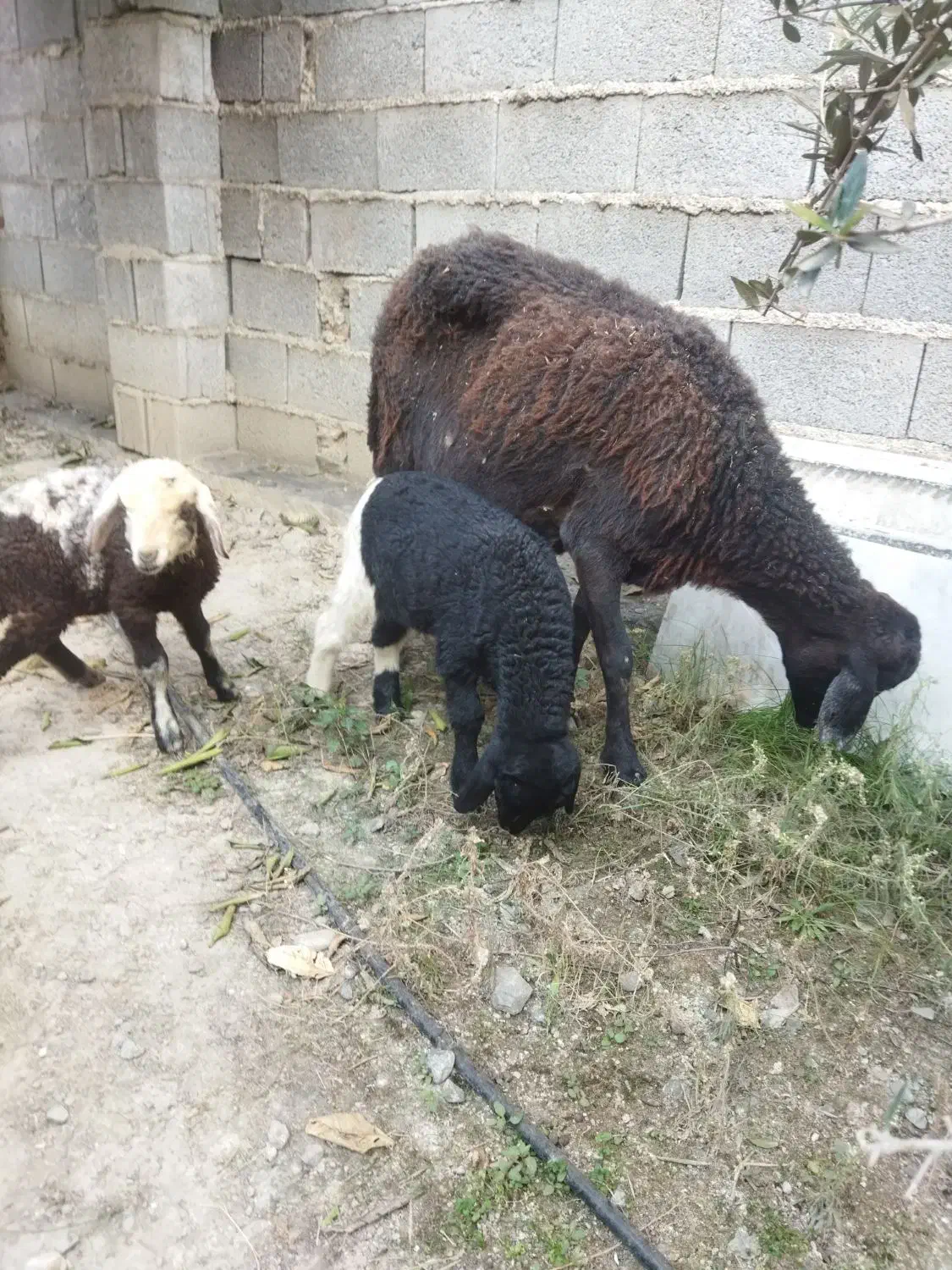 گوسفند بره دار دوقلو|حیوانات مزرعه|آق قلا, |دیوار