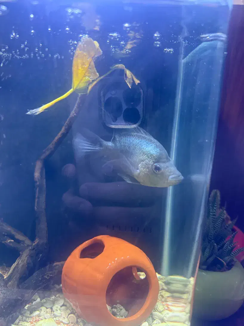 فلاور ابی تایسلیک|ماهی|تهران, نیروی هوایی (پیروزی)|دیوار