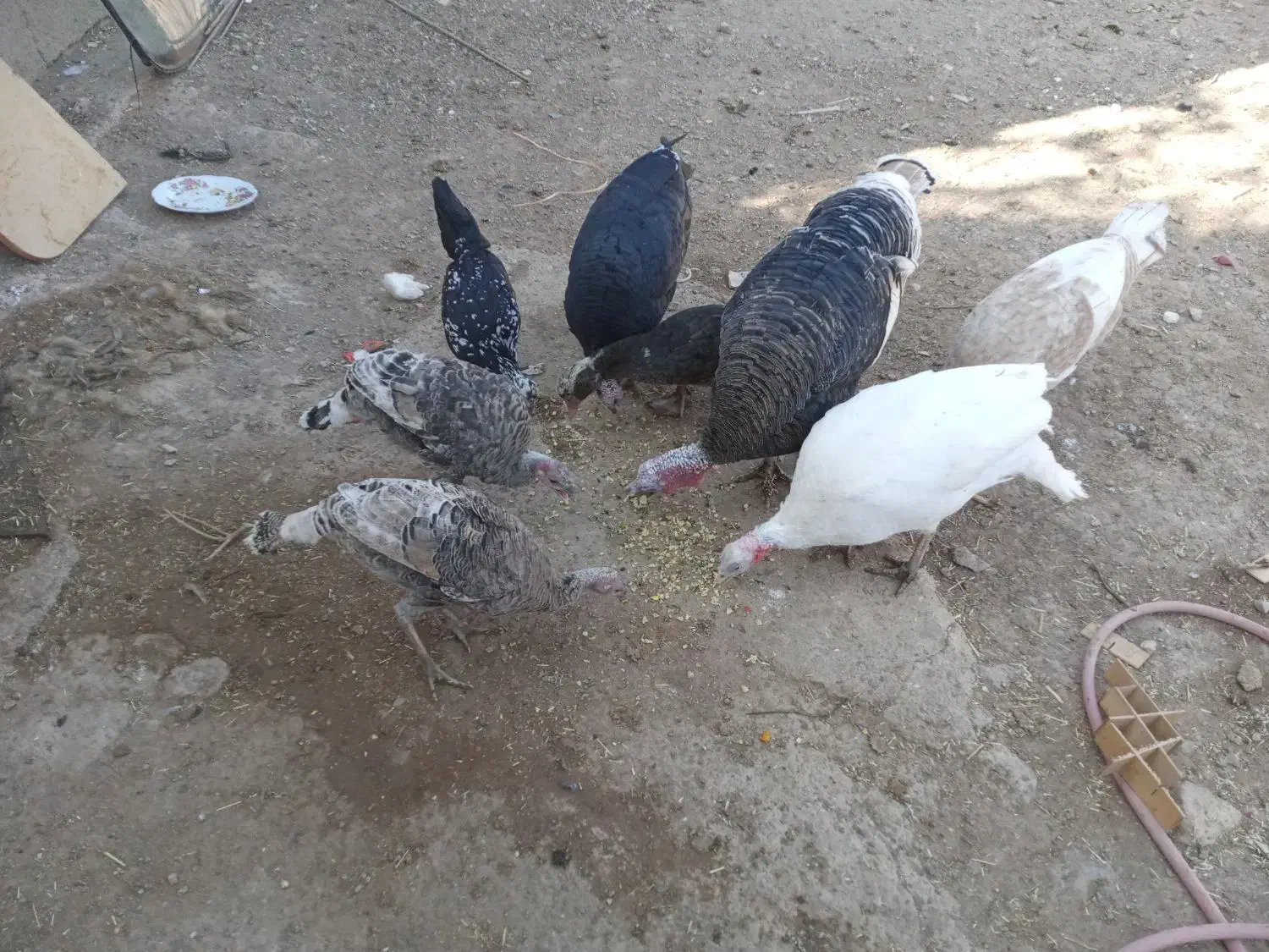 بوقلمون نر و ماده جوان|حیوانات مزرعه|تاکستان, |دیوار