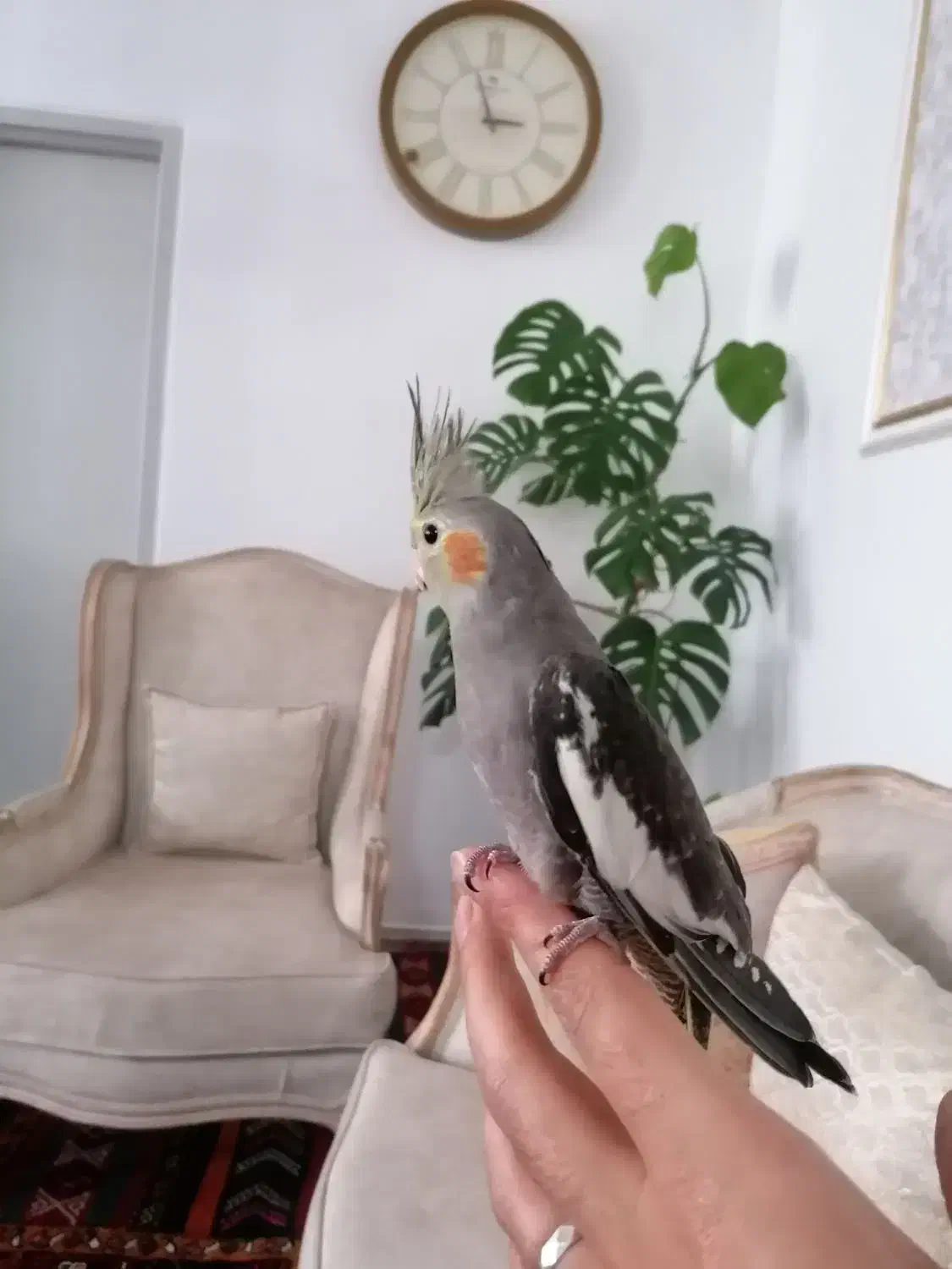 عروس هلندی|پرنده|هریس, |دیوار