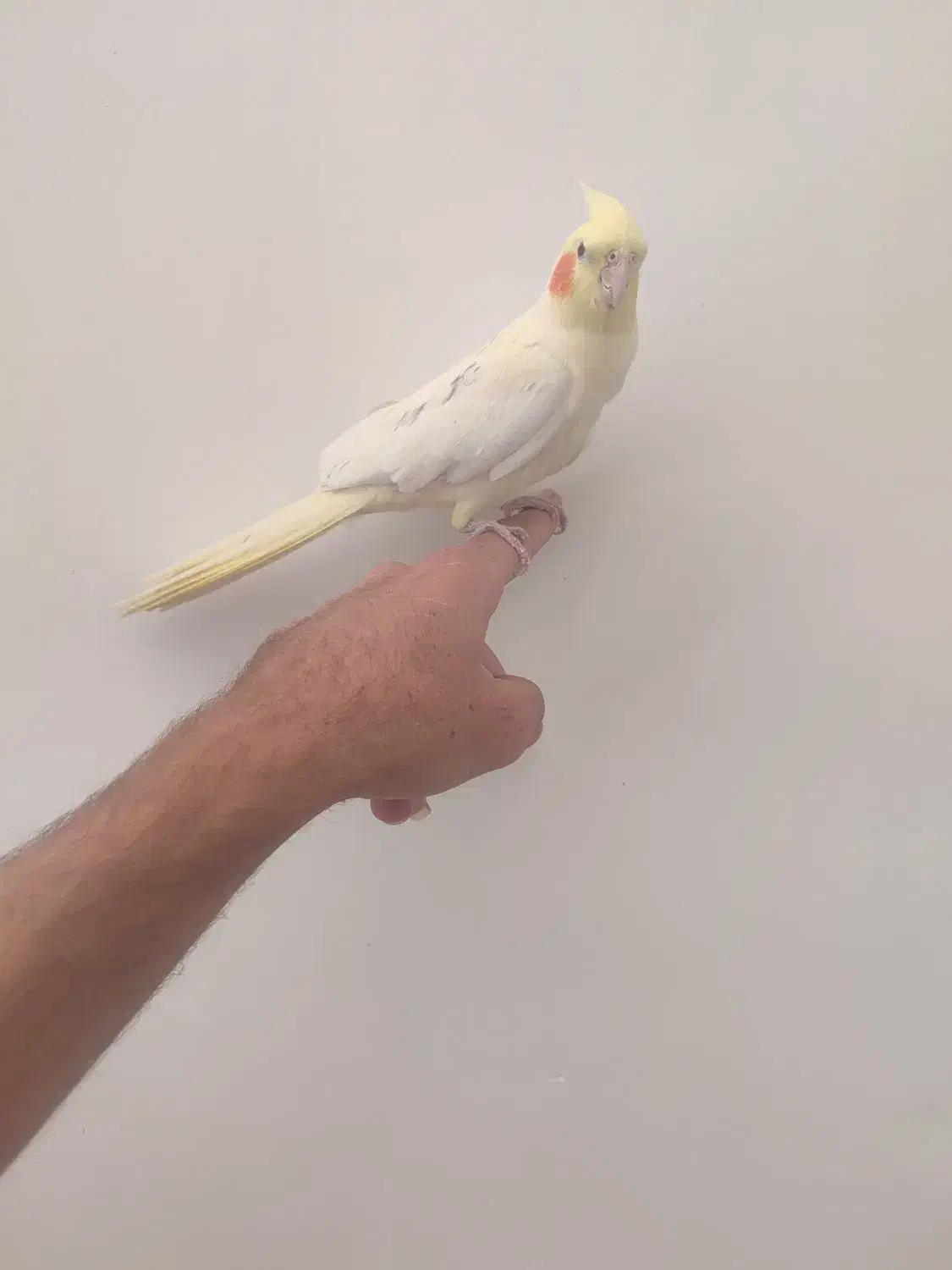 عروس هلندی لوتینو زعفرانی سخنگو|پرنده|مبارکه, |دیوار