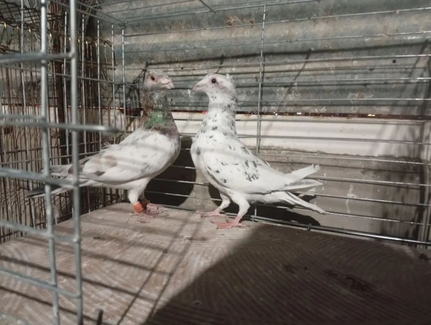 رنگی|حیوانات|یزد, |دیوار