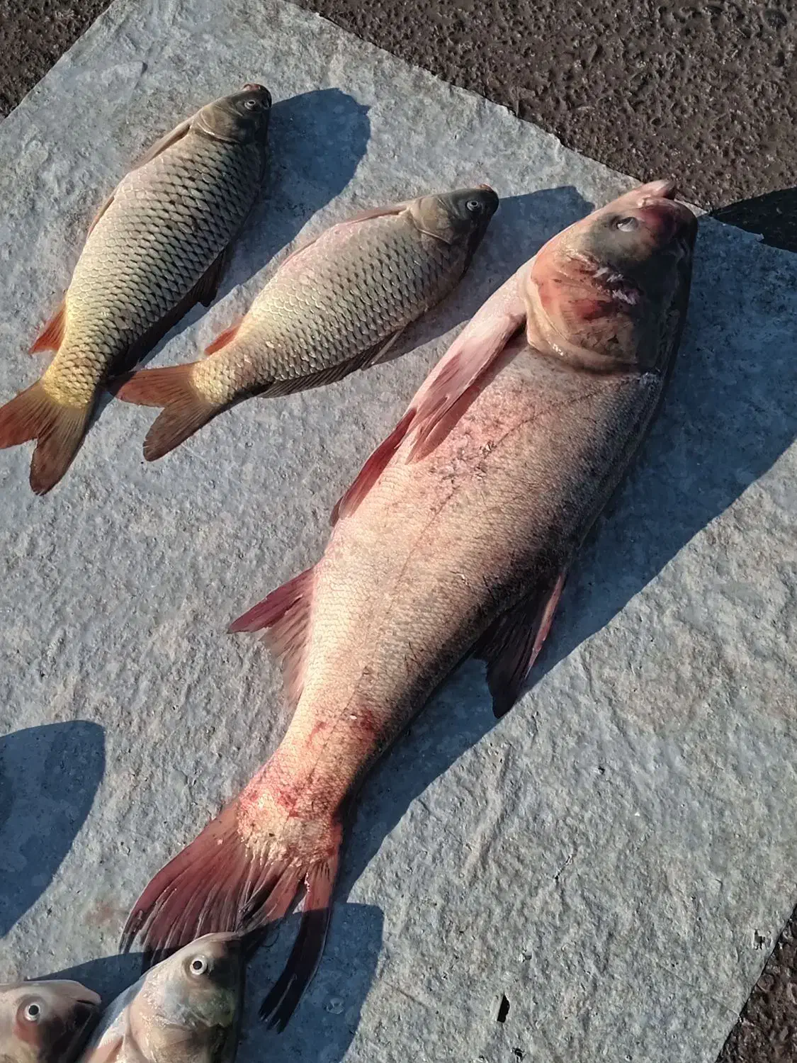 ماهی زنده کپور آمور فیت فاک|ماهی|گرگان, |دیوار