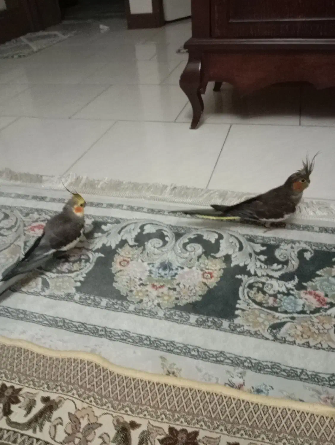 عروس هلندی نر و ماده مولد|پرنده|کرج, حصارک بالا|دیوار