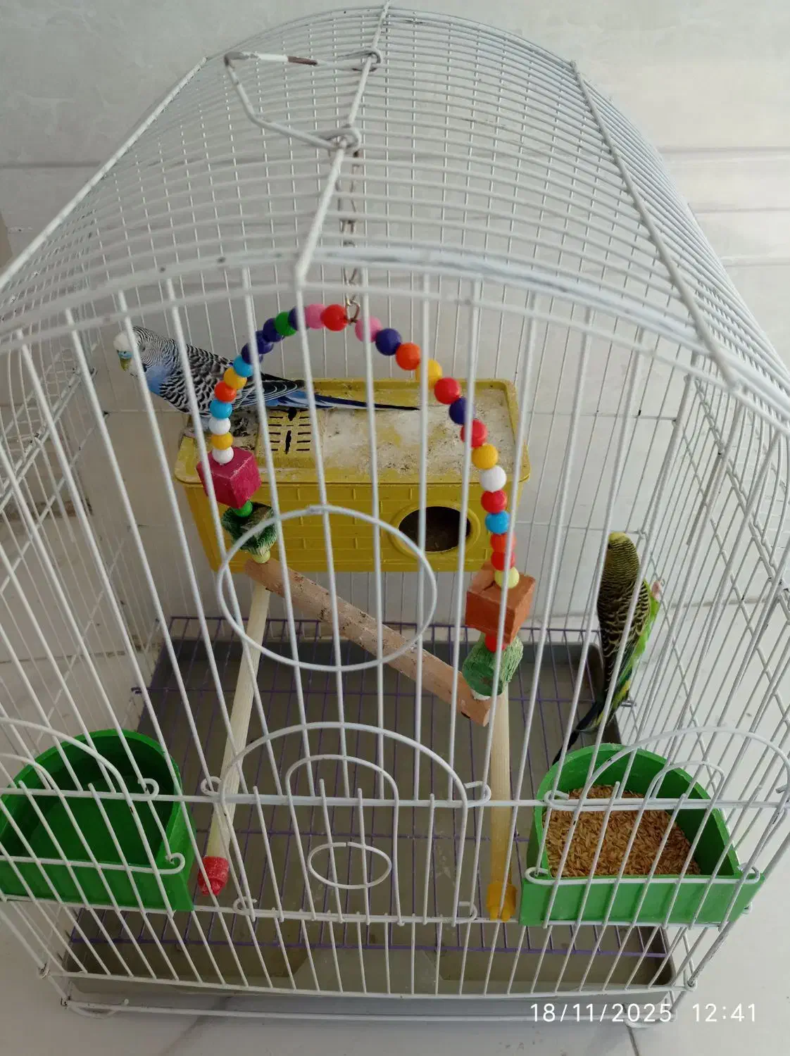 مرغ عشق نر و ماده|پرنده|بهبهان, |دیوار