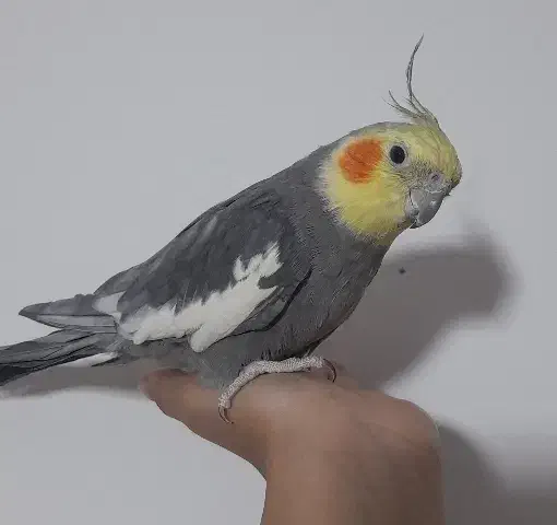 عروس هلندی نر|پرنده|بهار, |دیوار