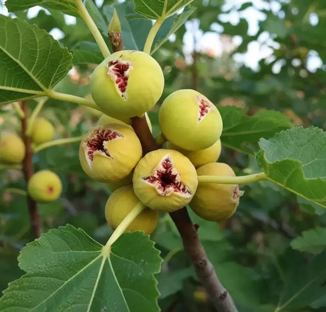 غرب نهال با تولید و توزیع نهال بصورت انبوه|خدمات باغبانی و درختکاری|مرزنآباد, |دیوار
