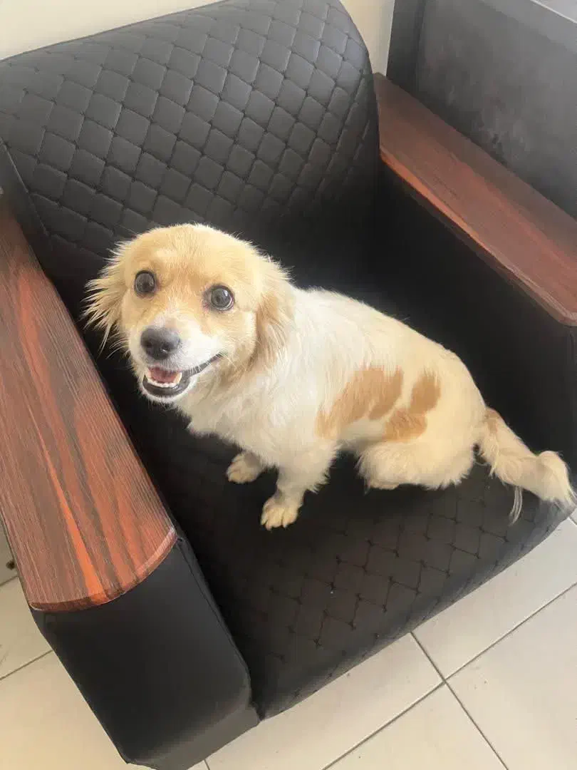 سگ گمشده|حیوانات|اصفهان, خانه اصفهان|دیوار