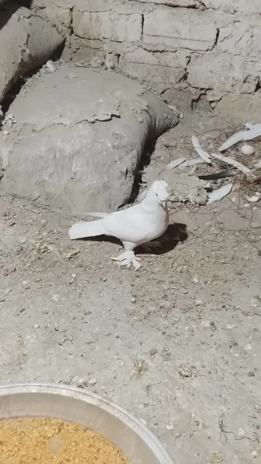 کفتر|پرنده|یزد, |دیوار