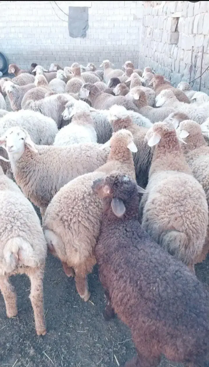 گوسفند زنده افشاری و مغان|حیوانات مزرعه|شهریار, شهریار|دیوار