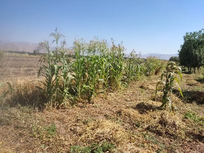 جارو|جاروبرقی، جارو شارژی، بخارشو|فیروزآباد (لرستان), |دیوار