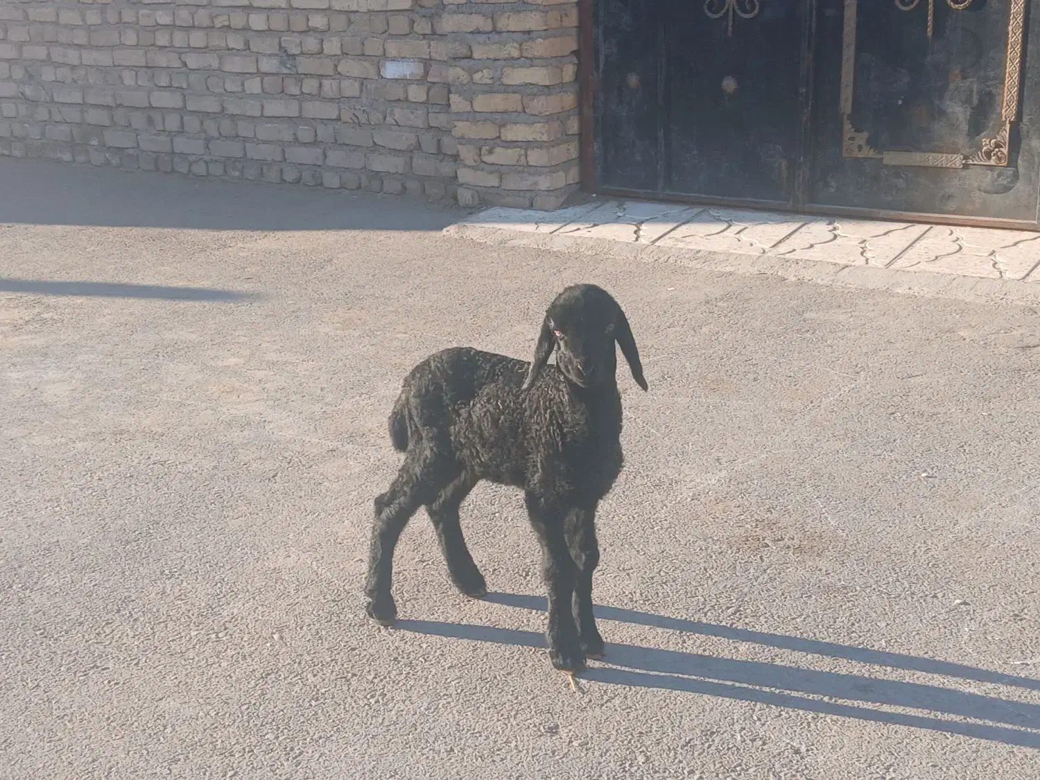 ۱رس بره|حیوانات مزرعه|جوادآباد, |دیوار