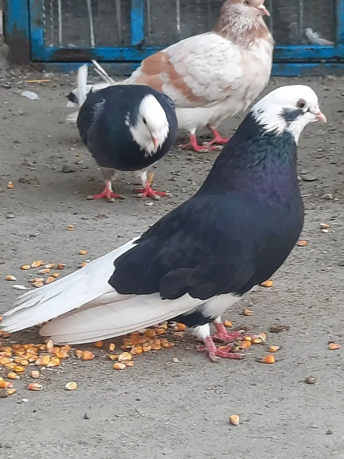 کفتر شازده،گرگی|پرنده|نوشین شهر, |دیوار