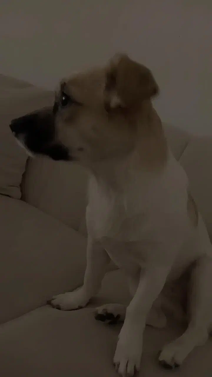 واگذاری سگ|سگ|مشهد, طبرسی شمالی|دیوار