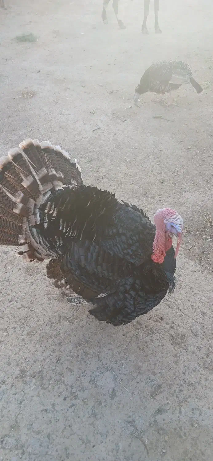 بوقلمون محلی|حیوانات مزرعه|بوئین زهرا, |دیوار