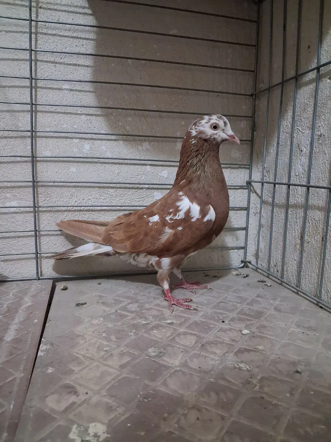 کفتر انگلیسی ماده|پرنده|فردیس, شهرک وحدت|دیوار