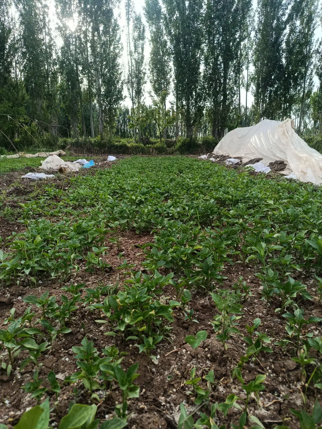نشا|گل و گیاه طبیعی|میانه, |دیوار