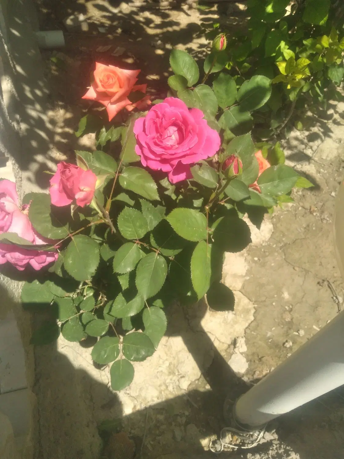 گل طبیعی|گل و گیاه طبیعی|گلبهار, نوبهار|دیوار