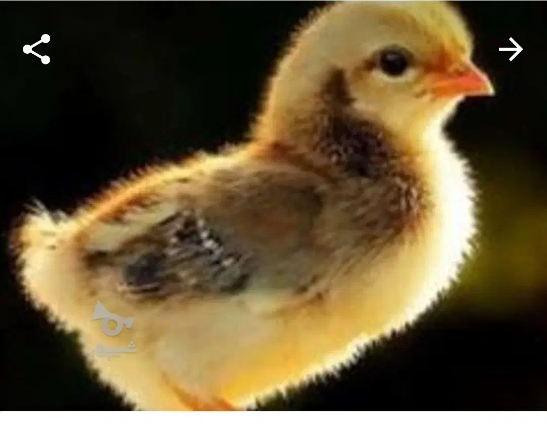 جوجه مرغ وخروس محلی|حیوانات مزرعه|بابلسر, |دیوار