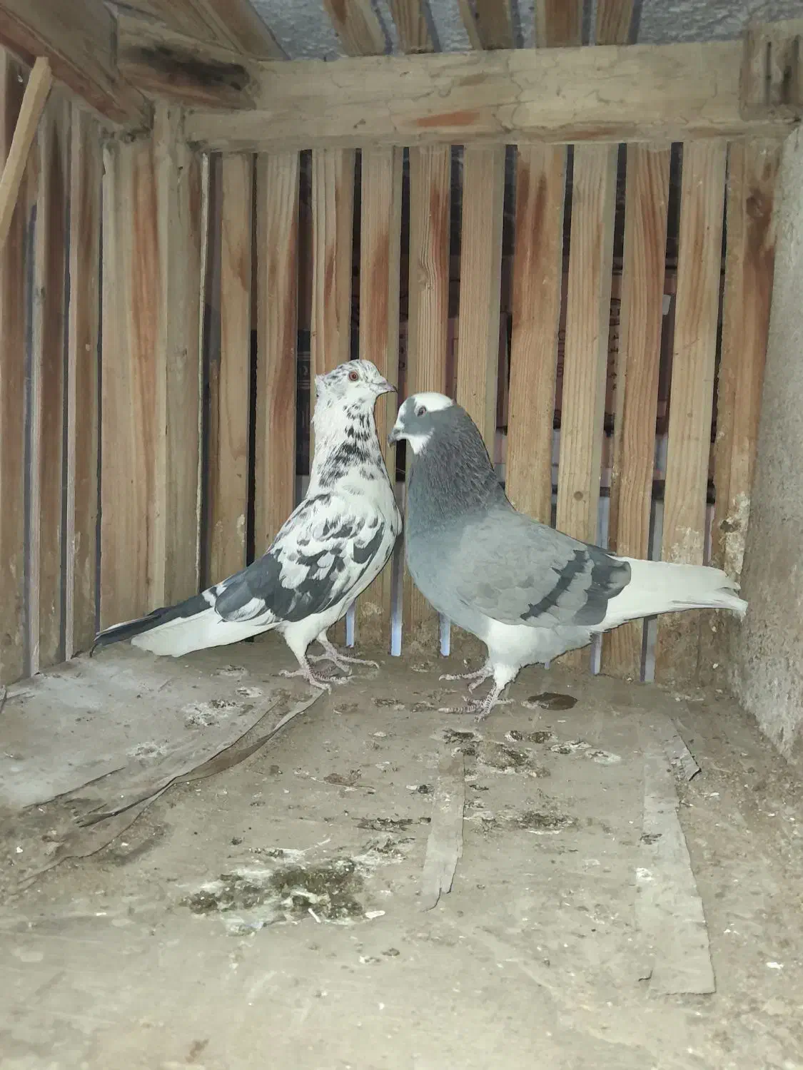 قفس و کبوتر|لوازم جانبی حیوانات|اصفهان, شیخ طوسی|دیوار