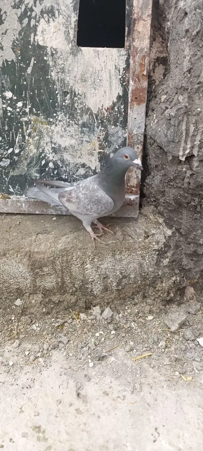 کبوتر پلاکی|پرنده|کوار, |دیوار