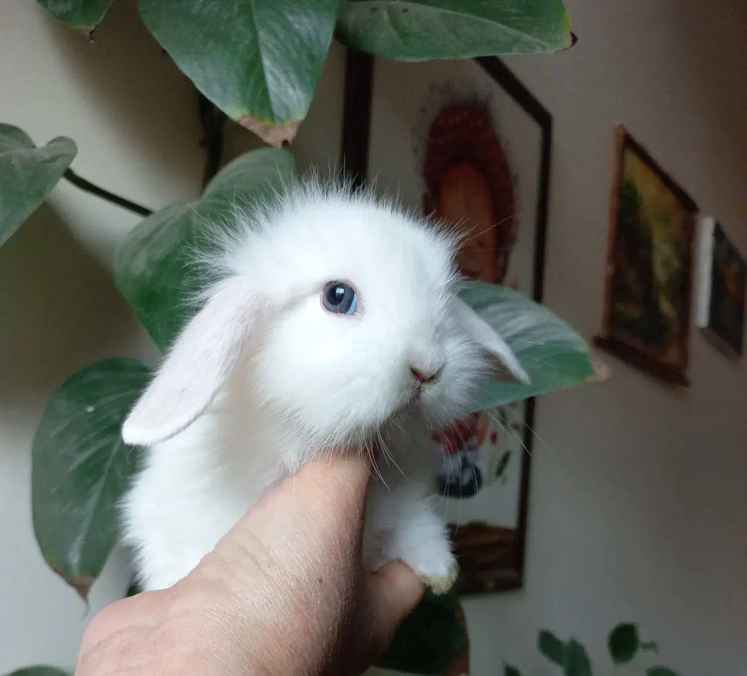 خرگوش مینی لوپ سفید برفی کیوت|موش و خرگوش|کرج, کرج نو|دیوار