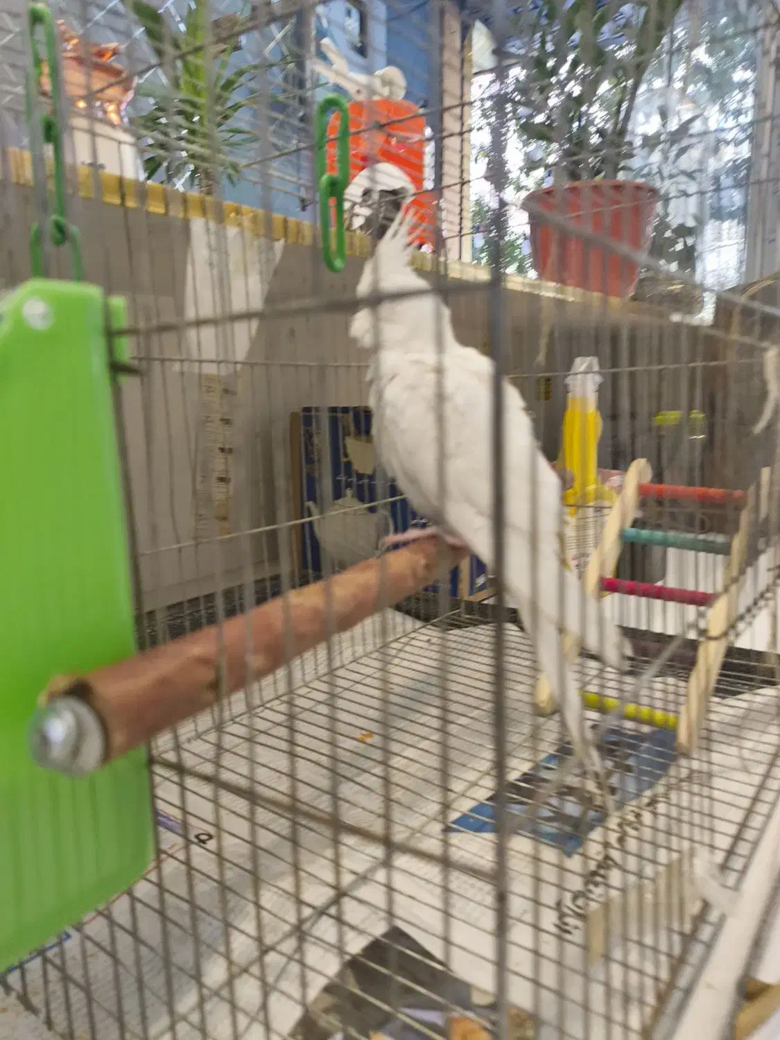 عروس هلندی|پرنده|ری, شهرری|دیوار