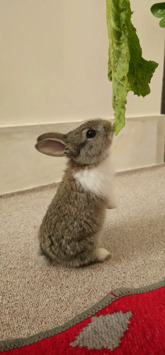 خرگوش|موش و خرگوش|ورامین, ورامین|دیوار